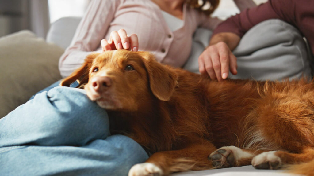Couple relaxing on the couch with their dog in their pet-friendly apartment home